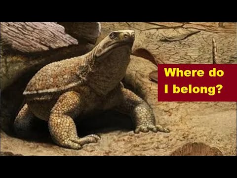 Of Tadpoles and Turtles
