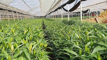 Giá sỉ tại vườn hoa ly đà lạt têt 2024