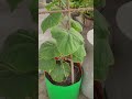 #gardening #garden