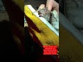 Angry VAMPIRE BAT bites hand!!!