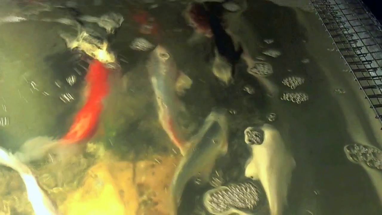Winter Holding Tank for Koi and Goldfish approx. 35 koi YouTube
