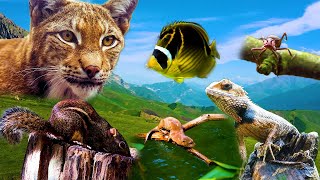 Beautiful Wild Kingdom Real Sounds &amp; Relaxing Nature | Part 8