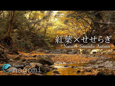 【自然音/ASMR】せせらぎ｜紅葉と川のせせらぎ Nature Sounds｜勉強・睡眠BGM｜やさしく流れる川の音