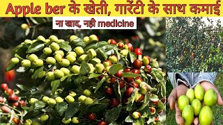 Apple ber ki kheti || kashmiri apple ber || jujube || Amazing income from apple ber || Income ideas