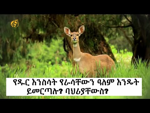 ቪዲዮ: ስለ የዱር ፔትኒያ - የሩሊያ አበቦችን ለማደግ መረጃ