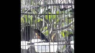 Download Lagu KONIN GACOR nembak cigun tanpa henti _cocok untuk masteran dan pancingan konin bahan MP3 Download Lagu KONIN GACOR nembak cigun tanpa henti _cocok untuk masteran dan pancingan konin bahan MP3