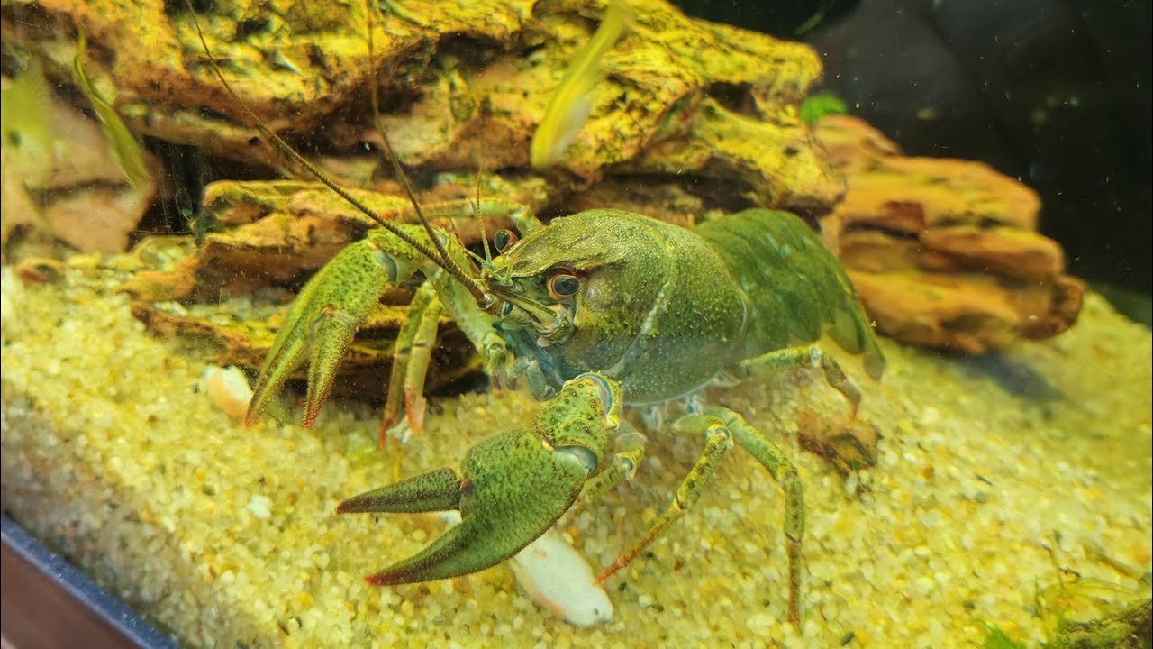 Речные Раки в Аквариуме