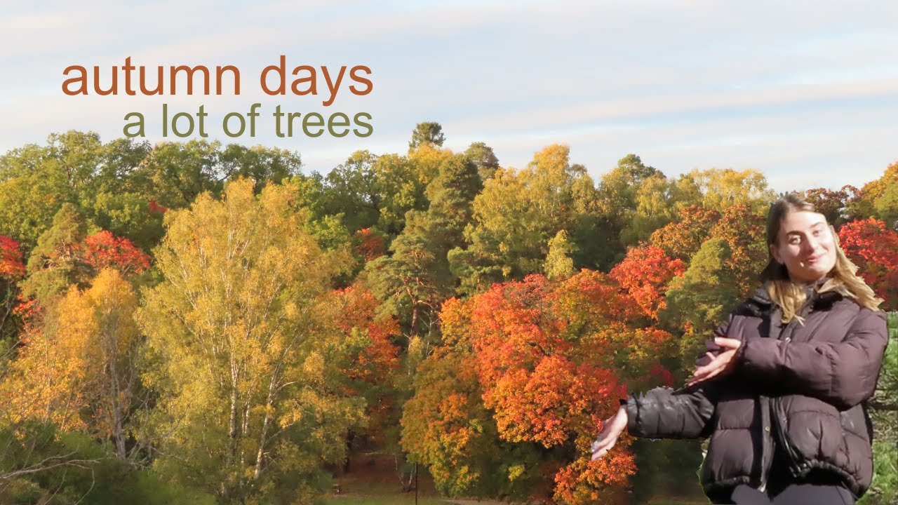 autumn days (a lot of trees)