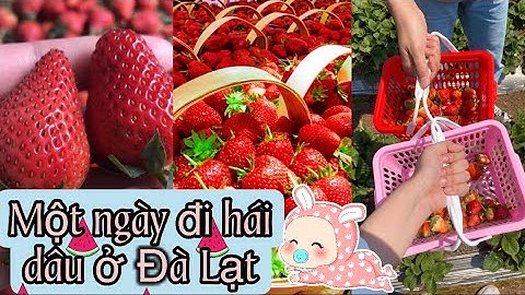ĐI HÁI DÂU Ở ĐÀ LẠT | CÀN QUÉT SÀI GÒN