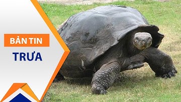 Ngư dân Hà Tĩnh bắt được rùa vàng dài 1m | VTC