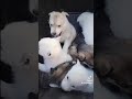 The CUTEST Husky Puppies