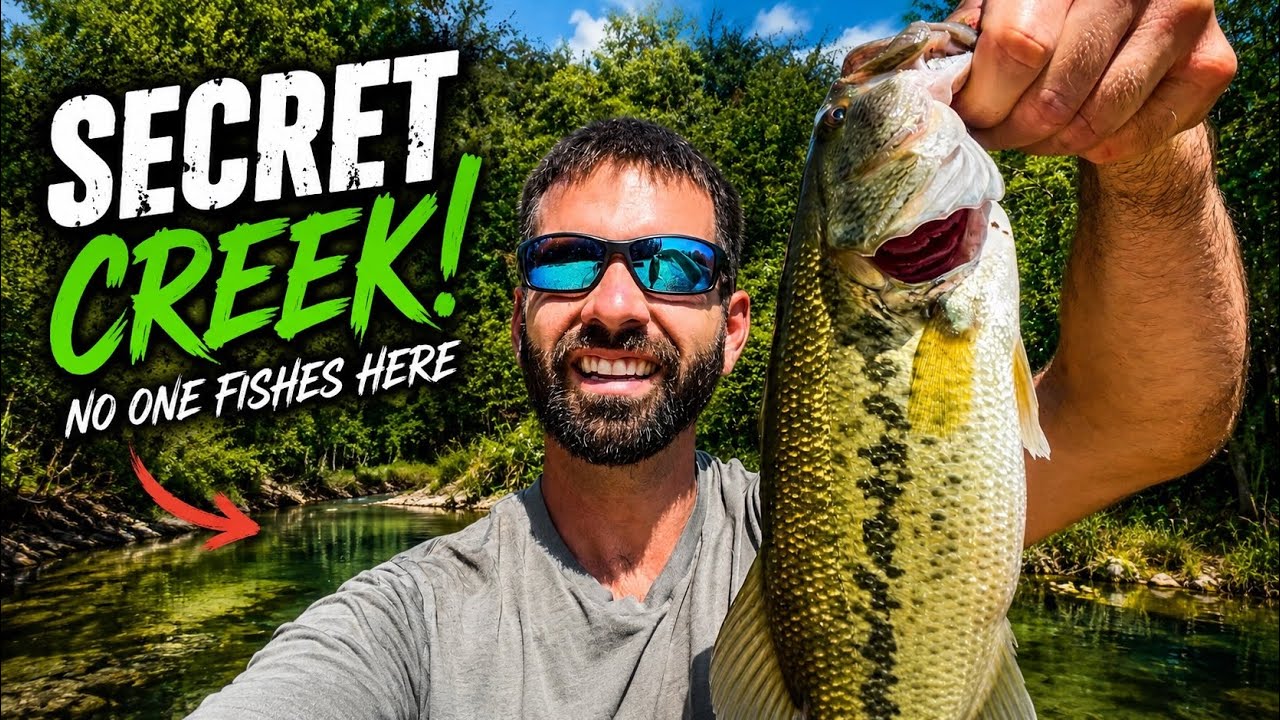 BIG Fish Live In This Tiny Creek!