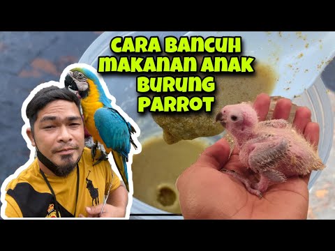 Video: Anda mendapat anak burung gagak: petua untuk menjaga dan memberi makan