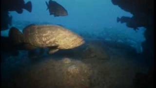 "Super Grouper"  Pt. 1
