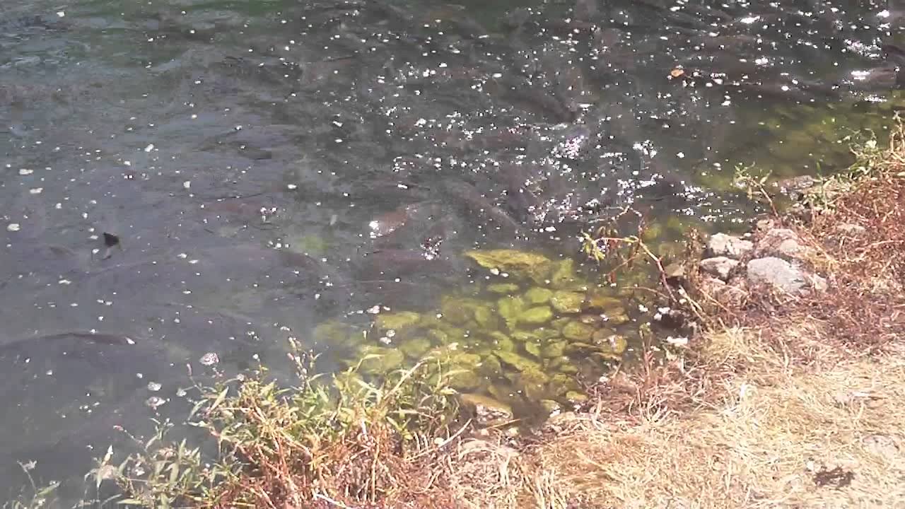 Big Fish Cedar Point 2012 YouTube