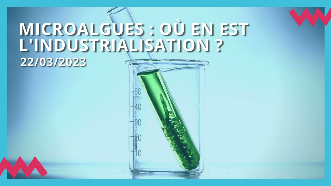 [PODCAST] Microalgues : où en est l'industrialisation ?
