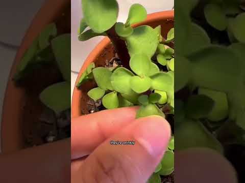 Video: Sunrise Succulent Info: leer over Sunrise Succulent Plant Care