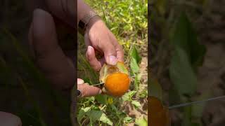 Ripe cucumis melo #fruitcutting #rurallife #organicfarming #shorts
