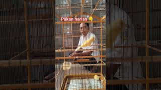 pakan saban kandang sangkar