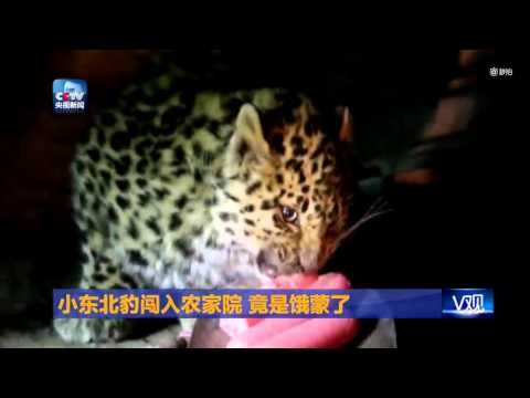 Starving baby Amur leopard seen finding food in people’s backyards in NE ‪China