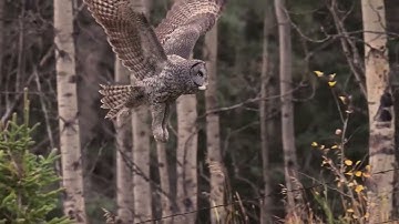 Owl taking flight and landing gracefully