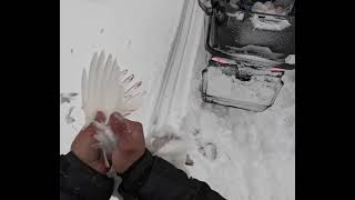 Ptarmigan hunting in Whapmagoostui, Qc.