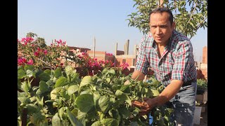 هتتعلموا نجاح زراعة وحصاد اللوبيا في المنزل فوق الاسطح (الحلقة الثانية )Cultivation of cowpea