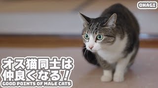 オス猫は仲良くなりやすい！ by MAKO0MAKO0 / まこまこ 493 views 3 weeks ago 3 minutes, 47 seconds