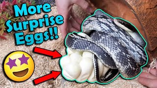 Our BLUE BEAUTIES Had Eggs! Oh my gosh!!