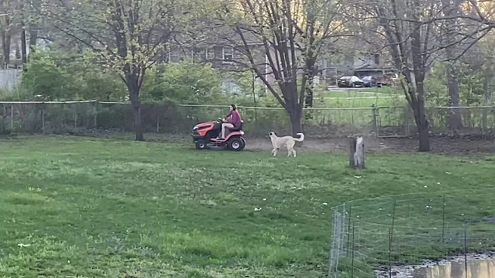 Sarah Mows while Otis trails