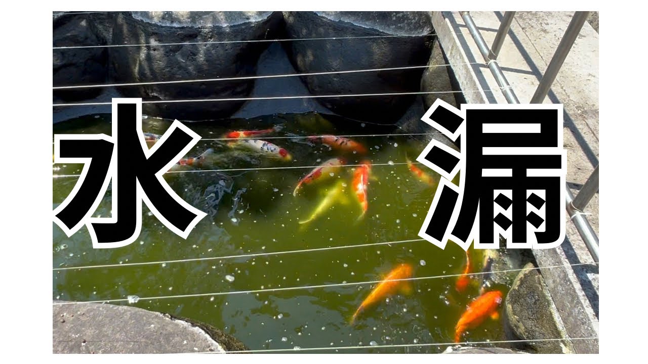緊急SOS池の水漏れ#水漏れ工事#池補修#錦鯉#koi