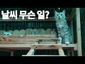 폭우 쏟아지던 날에 산골 고양이들(feat.천둥소리)