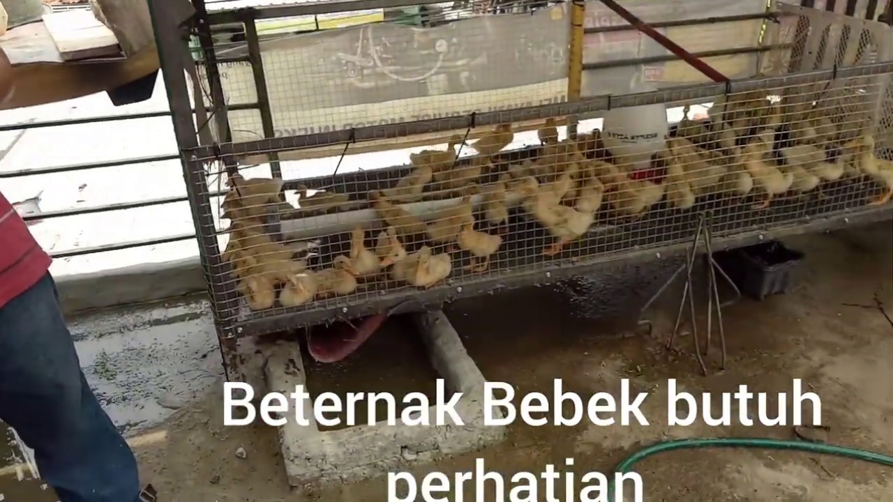 Cara Beternak Bebek pada lahan rumahan 