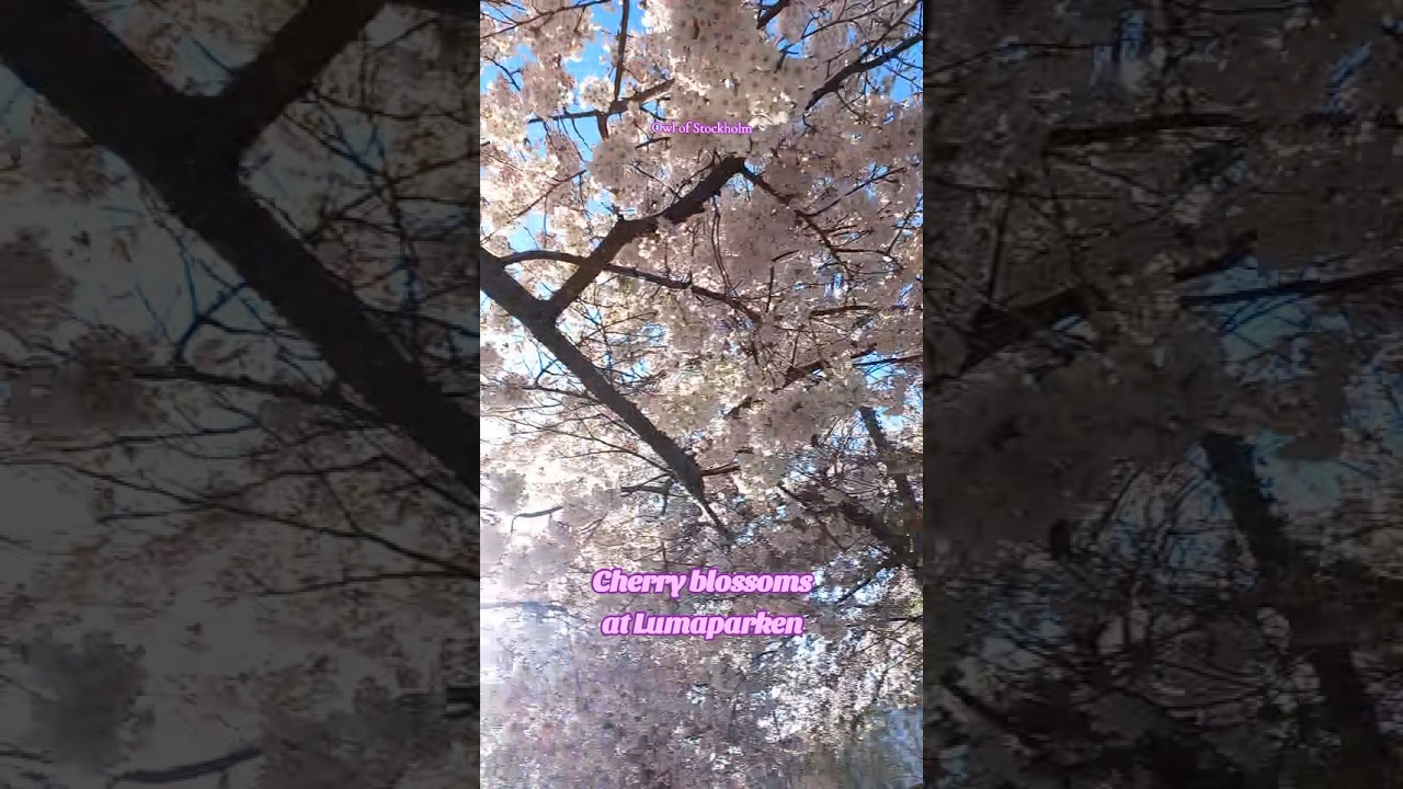 Cherry Blossoms at Lumaparken, Stockholm