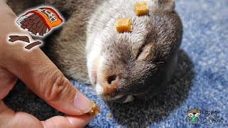 Disturbing otter Bingo’s sweet dream with chicken jerky
