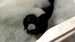 Смешные домашние животные 2015/ Смешная такса/ Funny pets 2015 Смешные домашние животные 2015/ Смешная такса/ Funny pets 2015