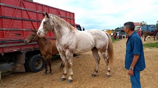 FEIRA DE CAVALOS EM CAMPINA GRANDE-PB 03-06-2026 ALÉM DE BURROS E JUMENTOS 