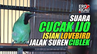 Pasti Nyahut. CUCAK IJO ISIAN JALAK SUREN, LOVE BIRD, CIBLEK