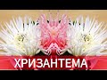 🍎Хризантема из Пекинской капусты