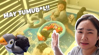 BINILAN KO NG POOL ANG MGA PANGO! (MAY TUMUBOL!!) || Shang Ragasa