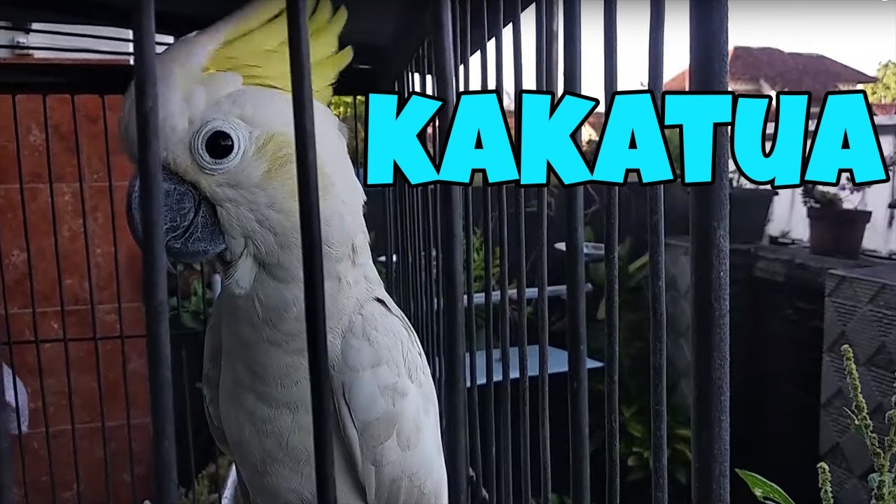 BURUNG KAKATUA | LAGU INDONESIA - YouTube