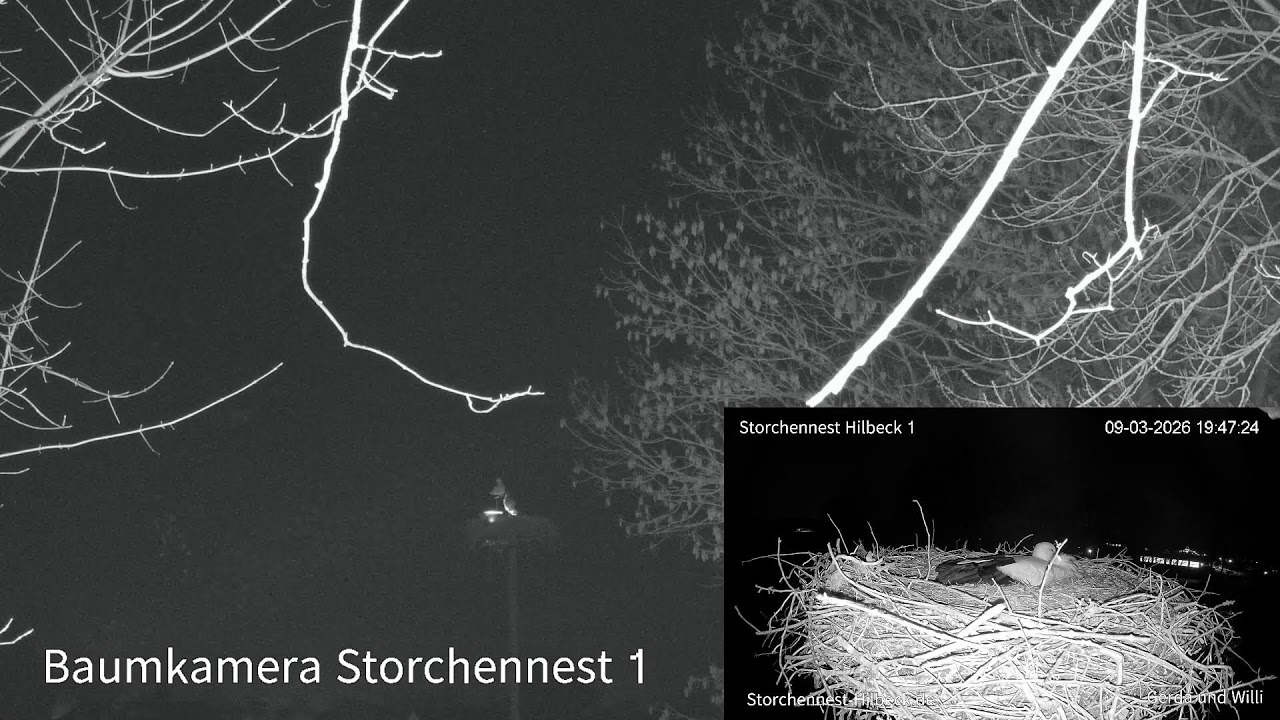 Storchennest Hilbeck 2