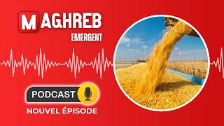 🌾 Algeria’s Wheat Imports Plummet, Reshuffling the Market screenshot 4