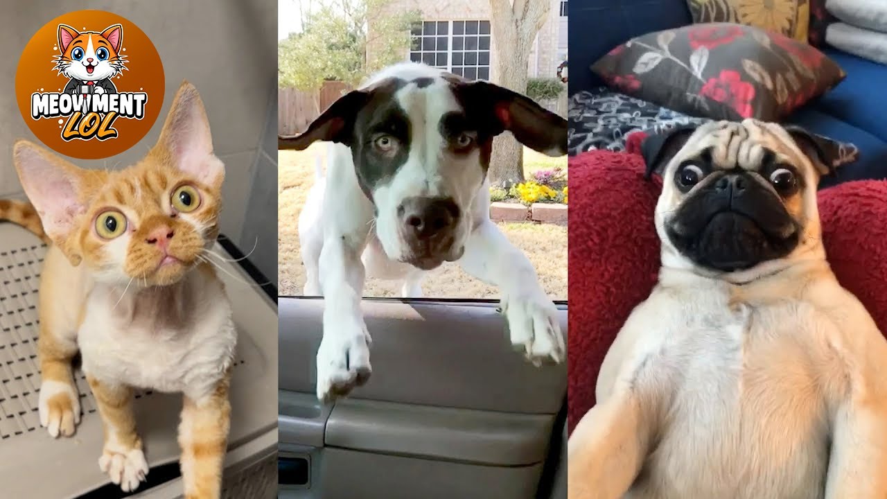 Funny animals videos of Cats🐈 and Dogs🐕2025 #11 | Try Not To Laugh 😂