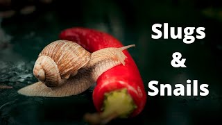 Slugs and Snails | DIY Pest Control for the Home and Garden by Chris Van 360 views 2 years ago 7 minutes, 45 seconds