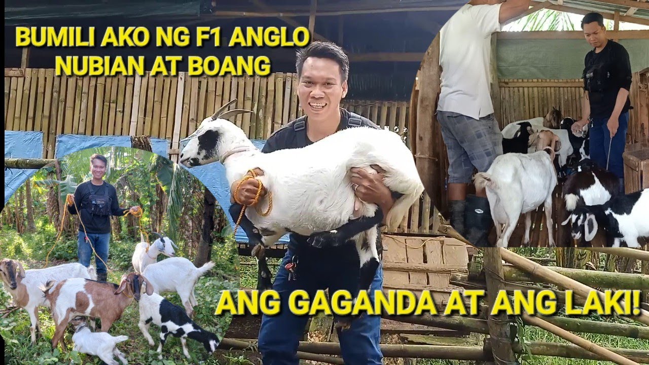 bumili ako ng f1 anglo nubian at boer-anglo, anlalaki!