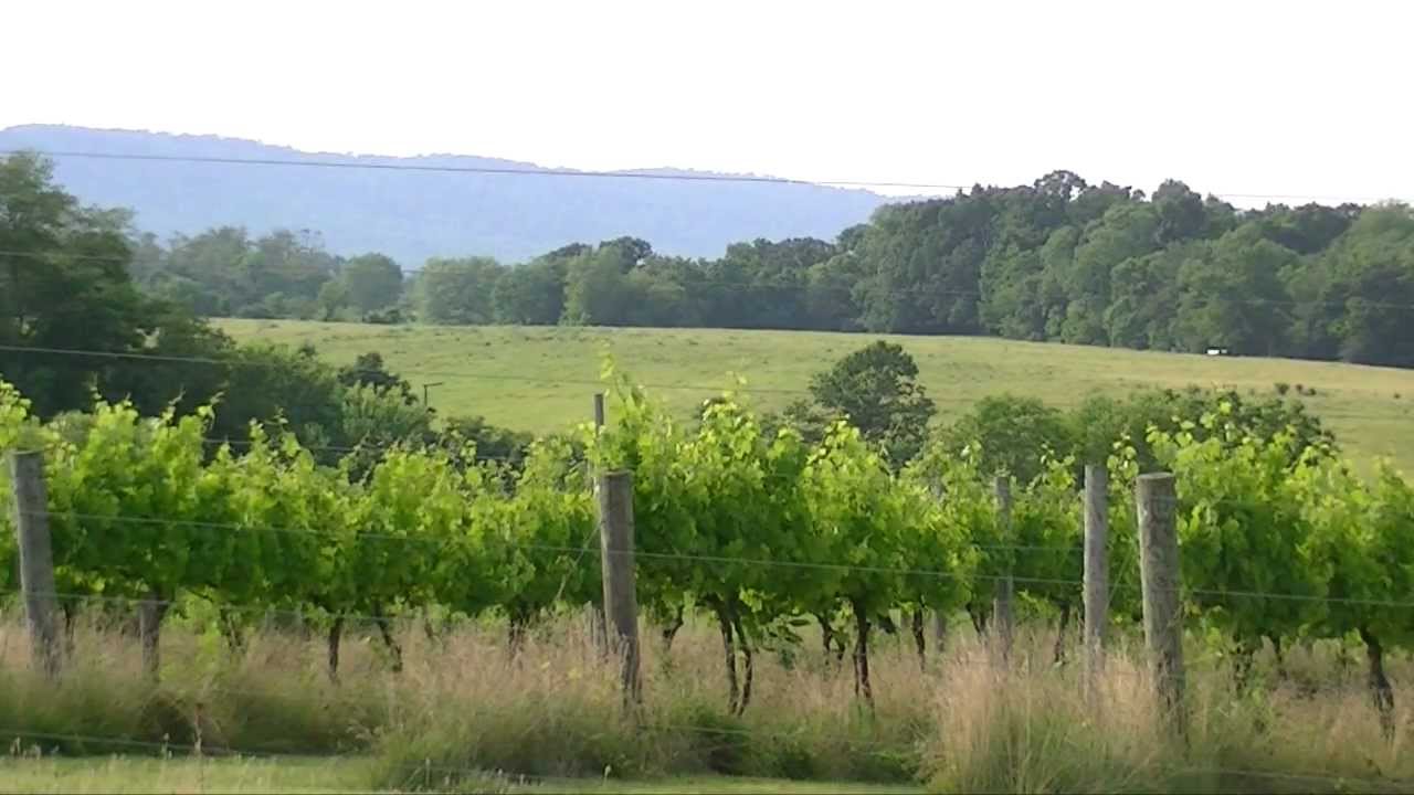 Virginia Wine TV: Views from the Vineyard: Corcoran Vineyards