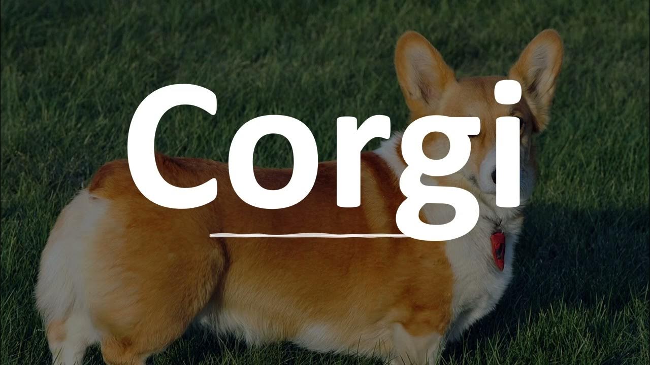 How to Pronounce Dog YouTube