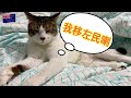 [Neko San系列] 寵物也移民紐西蘭 之 接貓篇
