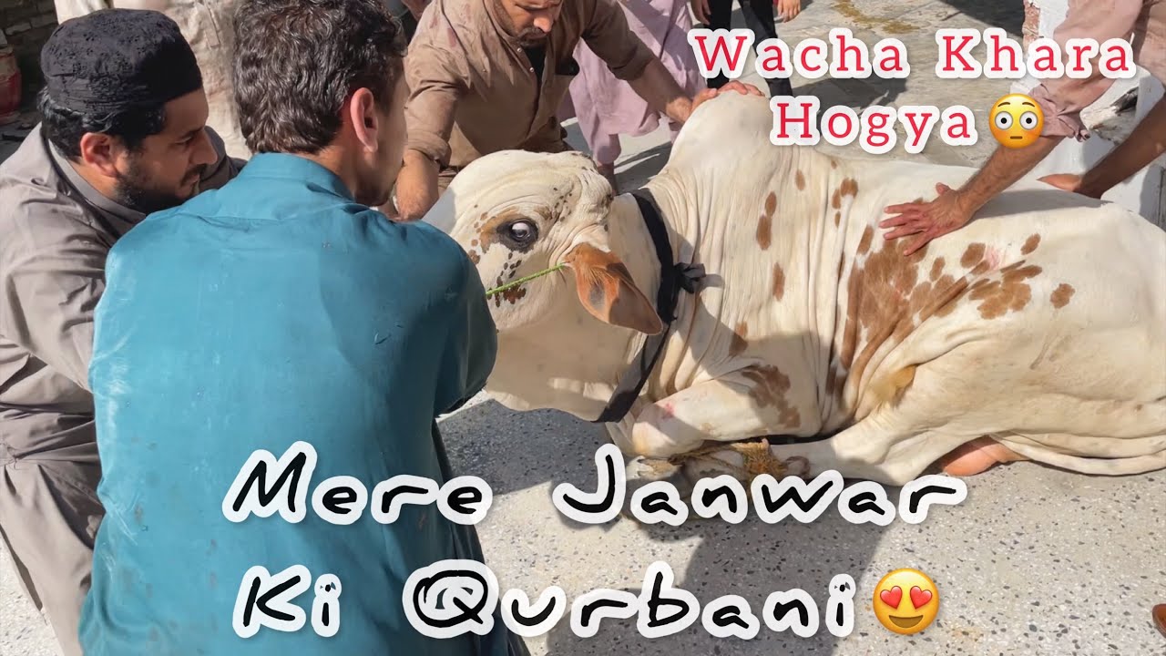 Mere Janwar Ki Qurbani Wacha Qurbani Ke Waqt Khara Hogaya Eid Ul mere-janwar-ki-qurbani-wacha-qurbani-ke-waqt-khara-hogaya-eid-ul